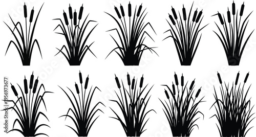 Set of decorative grass silhouettes isolated botanical vector illustration collection