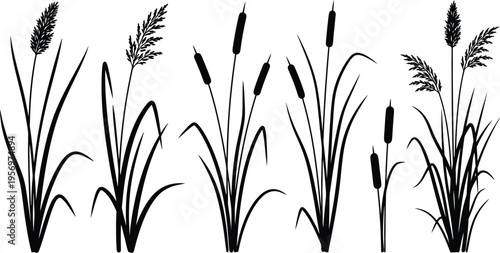 Black silhouette reeds cattails grasses botanical wetland plants design elements
