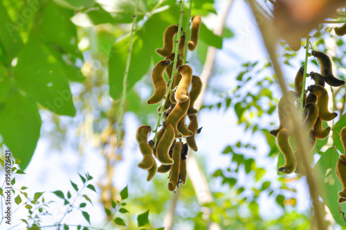 Bild auf Leinwand Itchy bean, Fabaceae or Mucuna pruriens or  Velvet bean or Leguminosae or Cowitc