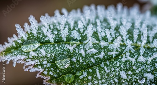 Frosty Leaf - A Detailed Macro Shot.