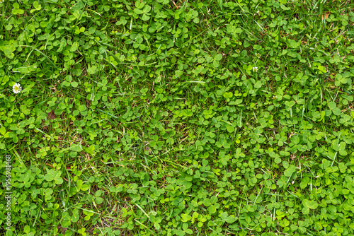 Lush green grass covers the ground in a park during the afternoon, showing a vibrant natural landscape with small plants