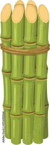 Bundle of Fresh Green Sugarcane Stalks Tied with Rope
