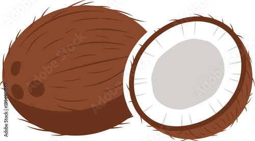 Fresh Whole and Halved Coconut Tropical Fruit Vector Illustration