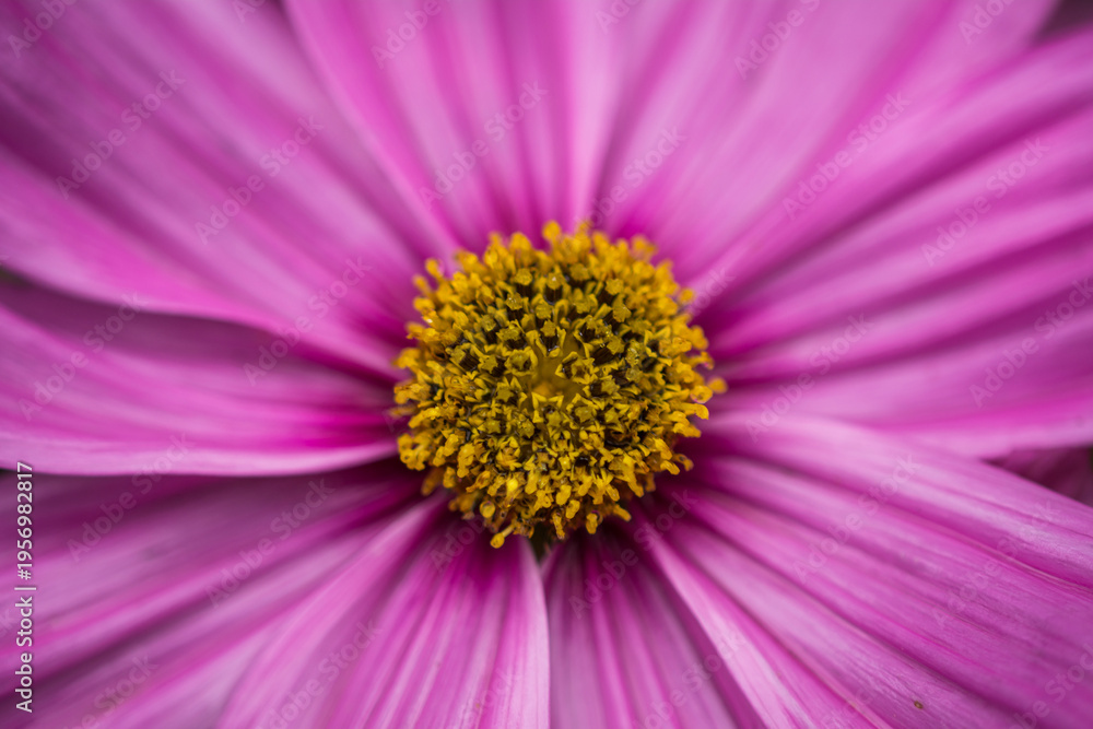 Obraz premium Vibrant Floral Macro Closeup Flower with soft Background