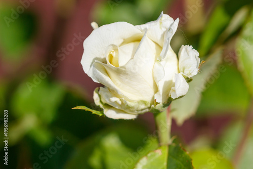 A white rose is in the foreground of a green background