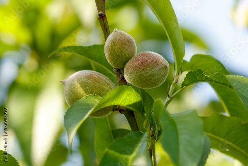 Small peaches on a tree in spring. Close-up