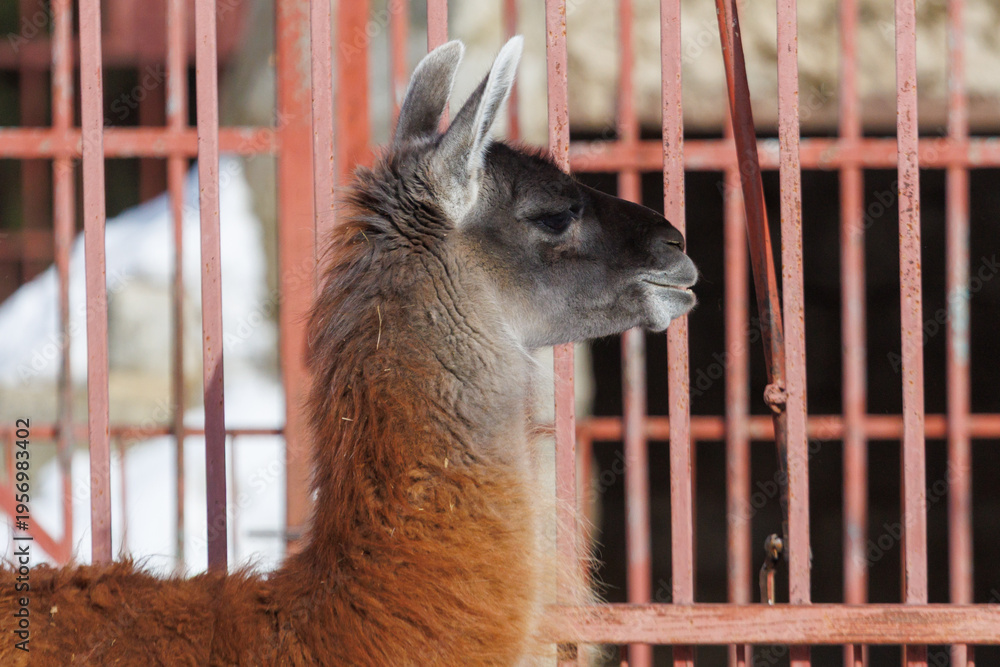 Fototapeta premium A brown and black llama is standing in front of a red fence