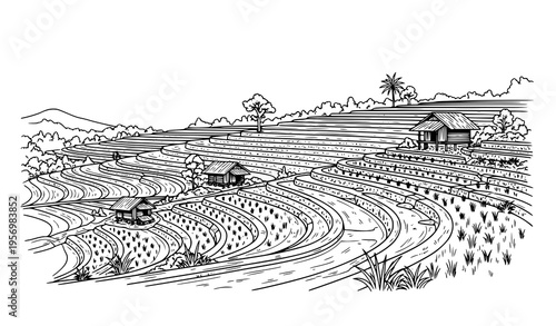 Black and white rice field vector illustration with layered terraces and rural huts in minimalist line art