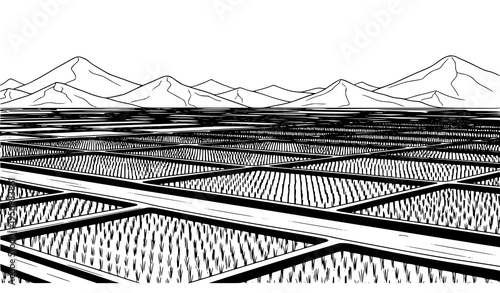 Minimalist rice paddy vector illustration with terraces and water channels in black and white