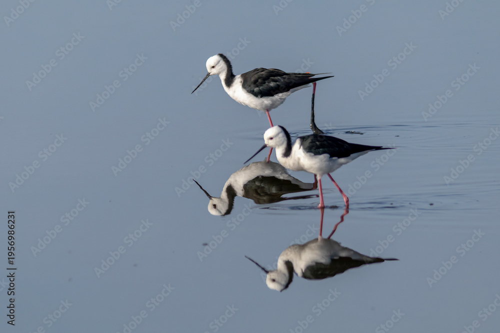 Obraz premium Pied stilt wading in water with reflection and soft background