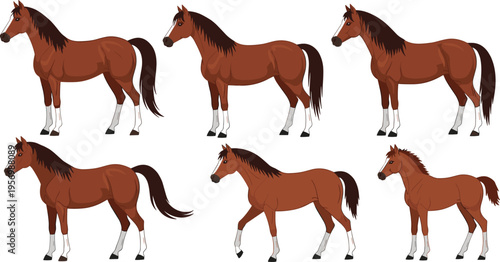 Horse Illustration Set with Brown Horses in Different Poses, Farm Animal Collection for Equestrian Design, Ranch Life, Agriculture, and Livestock Graphics