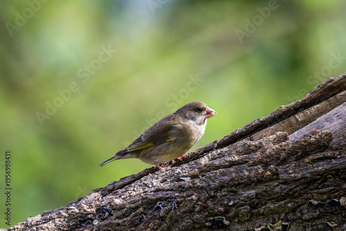 Photos European greenfinch perched on tree bark in Florence