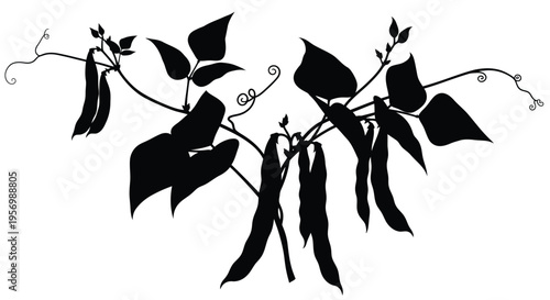 Black silhouette of pea pods and winding vines a botanical illustration silhouette