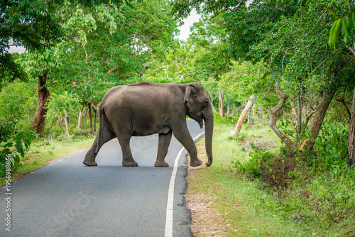 Принти на полотні South Indian Elephant, wild tusker in forest Masinagudi Tamilnadu