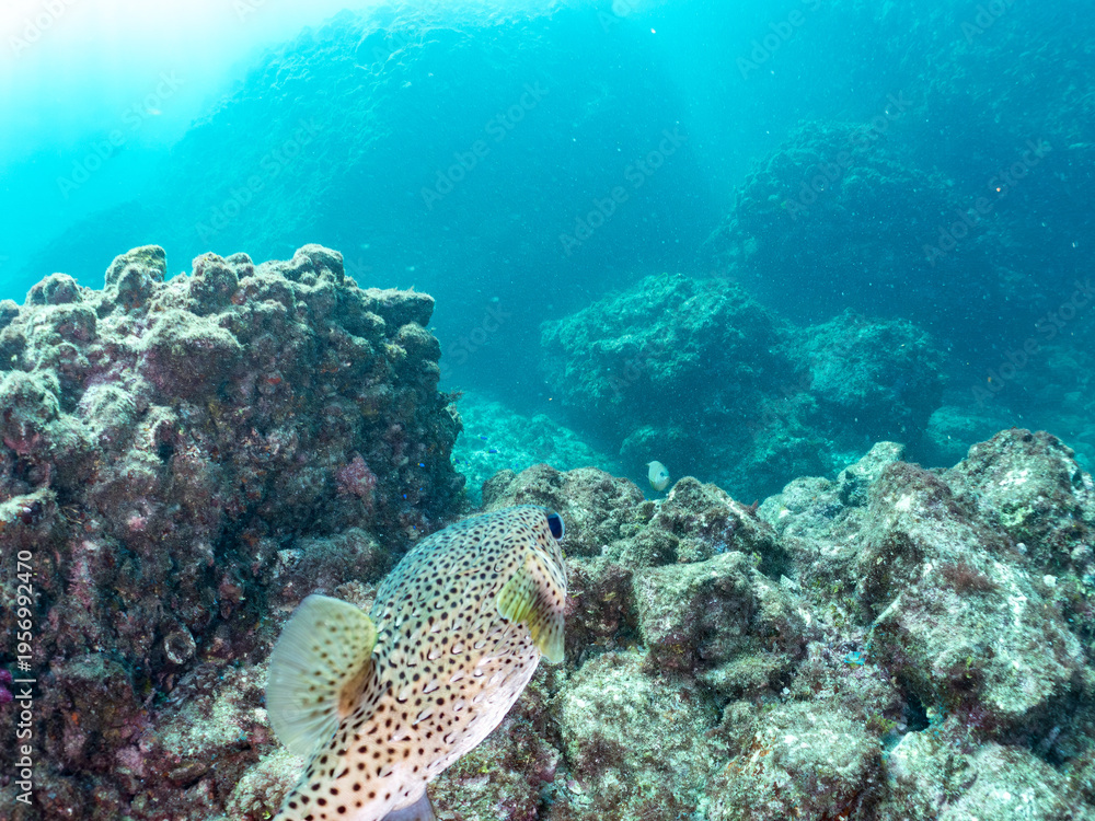 Fototapeta premium 大きなネズミフグ, ハリセンボン科, 英名学名：Spot-fin porcupinefish, Diodon hystrix, 他。 ヒリゾ浜南伊豆町中木 静岡県伊豆半島-2025 日本有数のシュノーケリングスポット。 夏の数カ月間だけ渡し船で行ける。 水質透明度魚影が素晴らしい。 