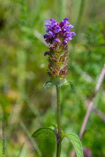 Prunella Vulgaris makro single natural flower, medicinal herbs nature background