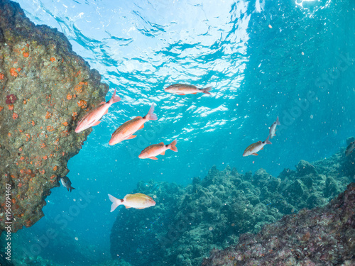 ホウライヒメジ, メジナ, ニザダイ, ソラスズメダイ, 英名学名： Whitesaddle goatfish, Parupeneus ciliatus, Largescale Blackfish, Girella punctata, Sawtail, Prionurus scalprum, Heavenly Damselfish, Pomacentrus coelestis, 他。 ヒリゾ浜南