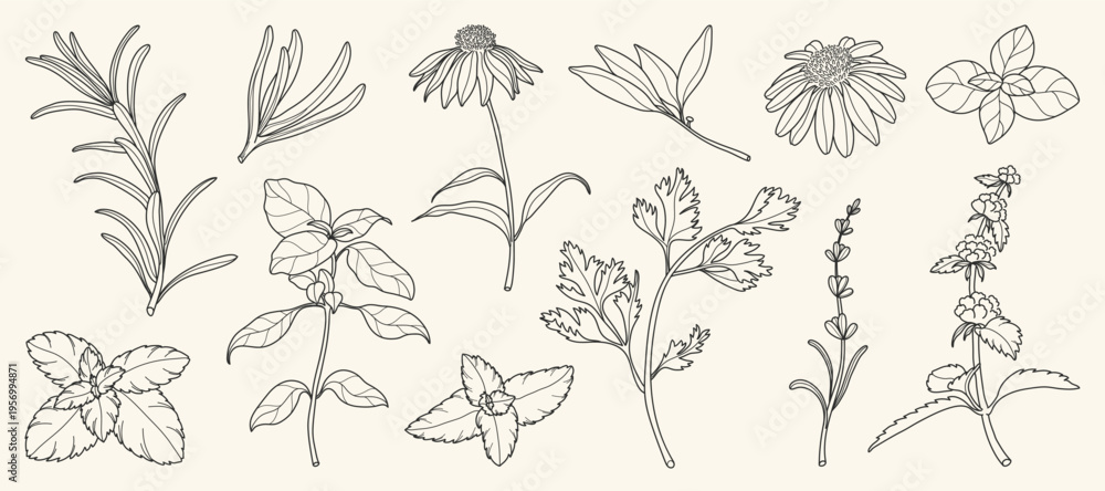 Fototapeta premium minimal Herb botanical graphic sketch line art drawing, trendy tiny design, leaf elements vector illustration