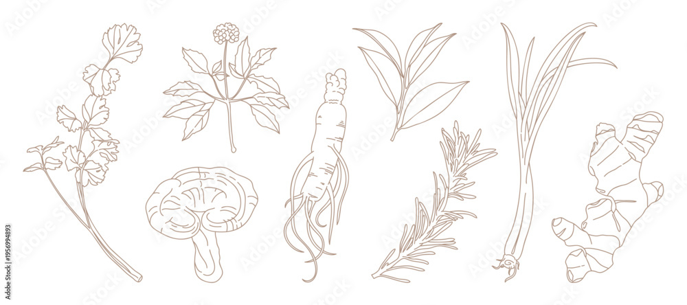 Fototapeta premium minimal Herb botanical graphic sketch line art drawing, trendy tiny design, leaf elements vector illustration