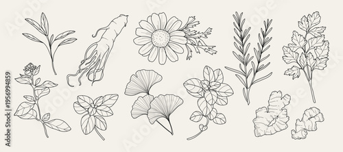 minimal Herb botanical graphic sketch line art drawing, trendy tiny design, leaf elements vector illustration