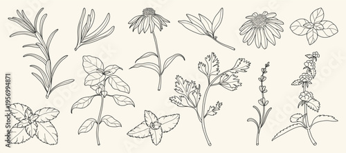 minimal Herb botanical graphic sketch line art drawing, trendy tiny design, leaf elements vector illustration