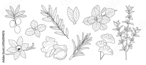 minimal Herb botanical graphic sketch line art drawing, trendy tiny design, leaf elements vector illustration
