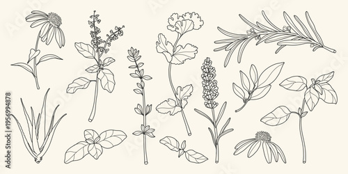 minimal Herb botanical graphic sketch line art drawing, trendy tiny design, leaf elements vector illustration