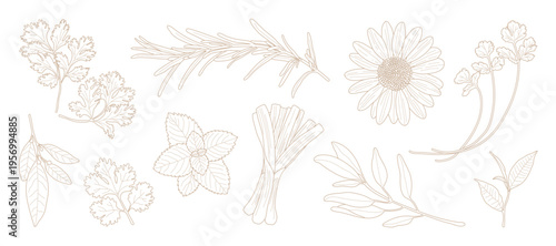 minimal Herb botanical graphic sketch line art drawing, trendy tiny design, leaf elements vector illustration