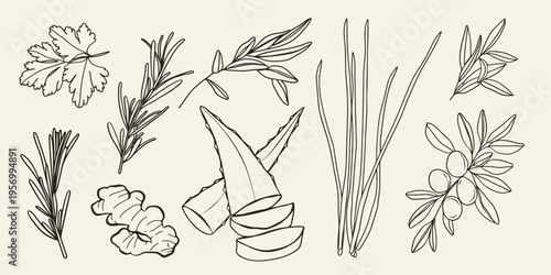 minimal Herb botanical graphic sketch line art drawing, trendy tiny design, leaf elements vector illustration