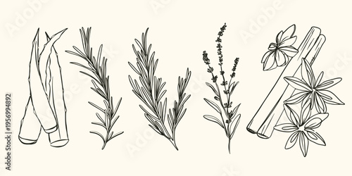 minimal Herb botanical graphic sketch line art drawing, trendy tiny design, leaf elements vector illustration