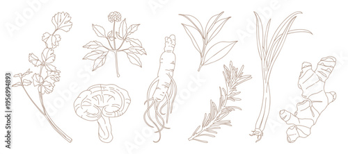 minimal Herb botanical graphic sketch line art drawing, trendy tiny design, leaf elements vector illustration