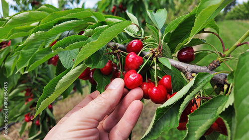 Fotografie Fresh red cherries ready for seasonal picking on a farm.