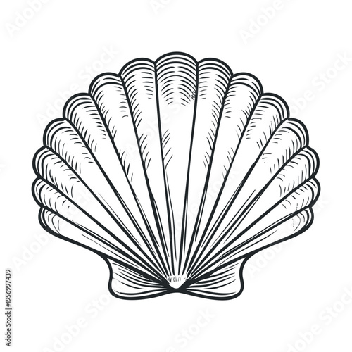 Classic hand-drawn scallop shell illustration depicts the elegant, fan-shaped form and ribbed texture of this popular marine mollusk.