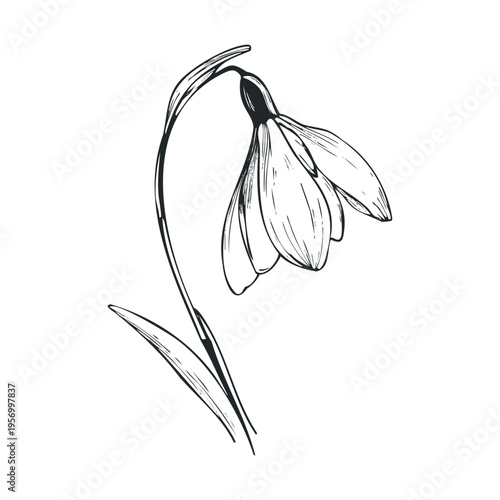 Delicate snowdrop flower illustration captures the essence of early spring with its graceful bell-shaped bloom and slender stem, symbolizing hope and new beginnings.