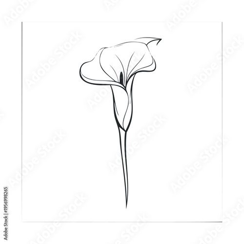 Beautiful Calla Lily flower illustration with elegant lines captures the essence of natural beauty and sophisticated floral design.