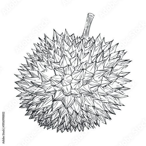 Durian fruit illustration features its distinctive spiky outer shell, showcasing the unique texture of this tropical delicacy in a detailed hand-drawn style.