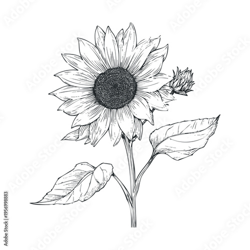 Beautiful sunflower botanical illustration with a detailed bloom, developing bud, and textured leaves, rendered in an elegant hand-drawn style.