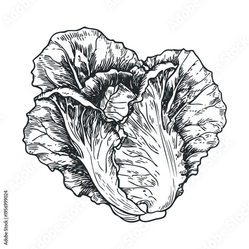 Fresh organic lettuce vegetable illustration in vintage style, depicting a healthy ingredient for various culinary dishes and nutritious meals, perfect for food-related designs.