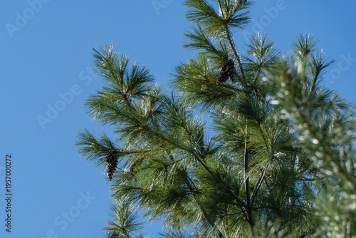 Bright green pine branches White pine Pinus with small cones against clear blue sky, showcasing the tree's lush, needle-like foliage and natural outdoor beauty.