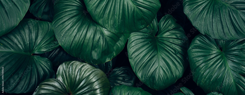 Fototapeta premium closeup tropical green leaves texture and dark tone process, abstract nature pattern background