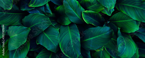 closeup tropical green leaves texture and dark tone process, abstract nature pattern background