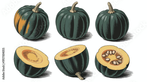 Green pumpkins and squash illustrations in various views and slices