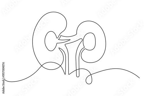 Human internal organ kidney line drawing for anatomy education and medical poster design
