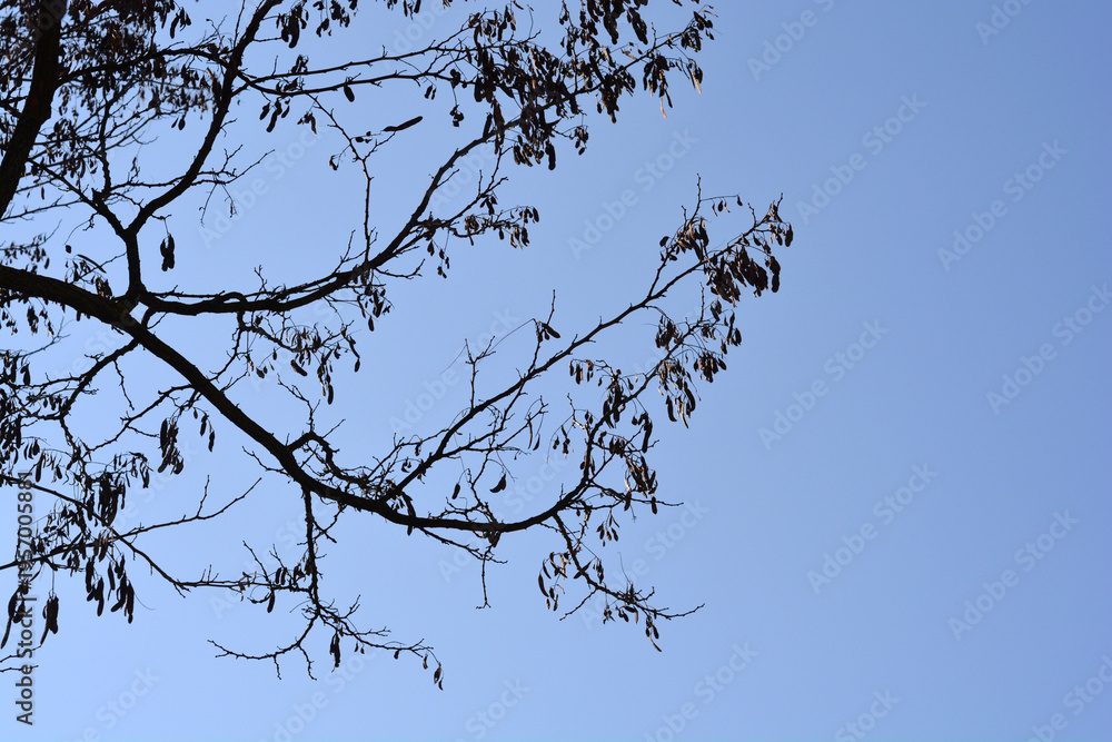 Obraz premium The dark silhouette of a black locust tree with its hanging brown seed pods is set against a clear and bright blue sky - latin name - Robinia pseudoacacia