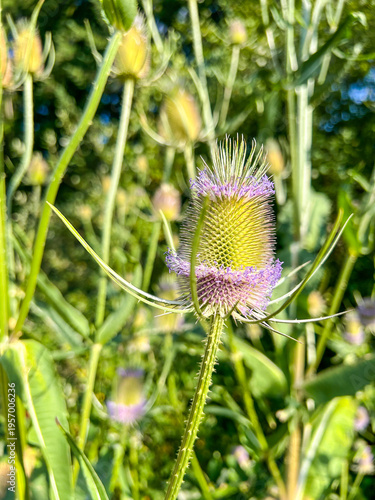 Teasel Flower Close-Up