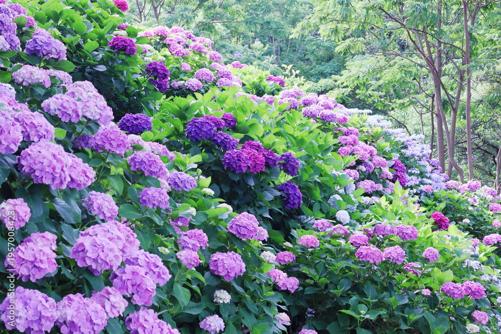 Obraz premium 満開のカラフルな紫陽花
