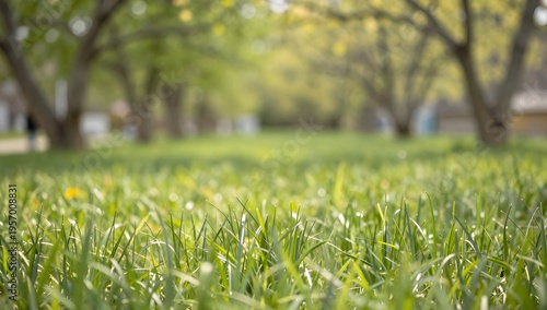 Close up view of green grass in a park with blurred trees in the background