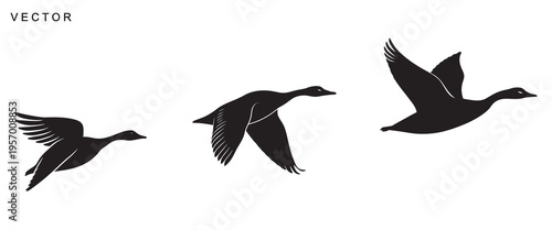 Canadian goose bird flying silhouette vector illustration on a white background