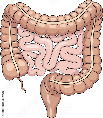 Detailed Illustration of Human Large and Small Intestines.