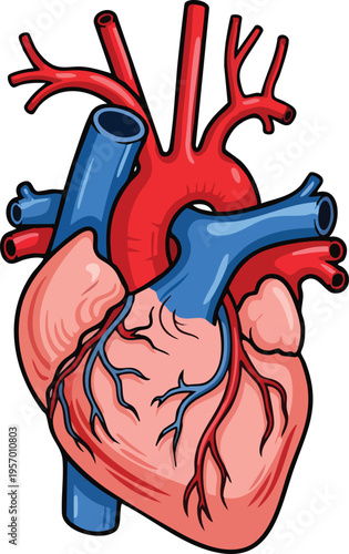 Anatomical illustration of the human heart with major blood vessels.